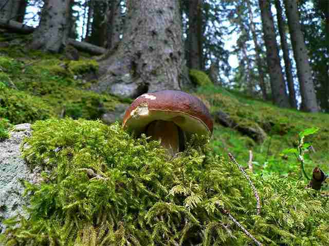  Image name: 250 Porcino.jpg 
 width: 640 pixel 
 height: 480 pixel 
 Size: 34993 bytes 
 Click to enlarge 